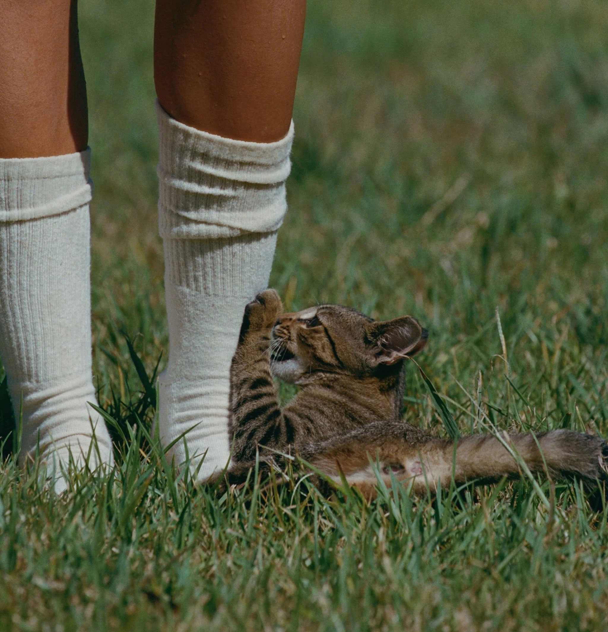 Jungmaven Chaussettes Long Crew Coyote